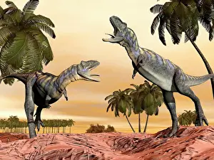 Aucasaurus: Two Aucasaurus dinosaurs fighting in desert
