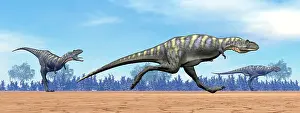 Ceratosauria: Three Aucasaurus dinosaurs running in the desert