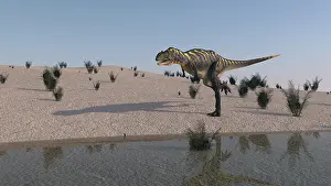 Ceratosauria: Aucasaurus running along the shore