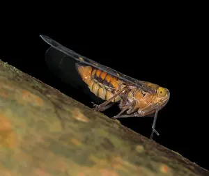 Night Time: Auchenorrhynchan bug, true bug