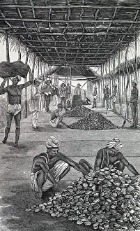 Auction: Auctioning pearl oysters, Ceylon