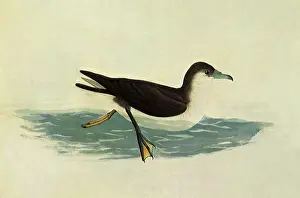 Swims: Audubon's Shearwater