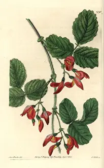 Macrophylla: Augusta kennedia, Kennedia macrophylla Endangered
