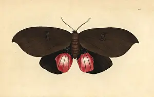 Miscellany: Augusta moth, Phalaena augusta