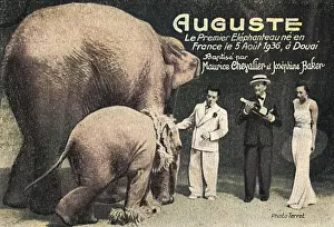 Douai: Auguste, the First Elephant ever born in France