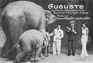 Douai: Auguste, the First Elephant ever born in France