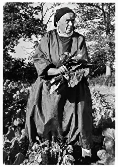 Jowls: Augustinian nun picking spinach, Sayers Common