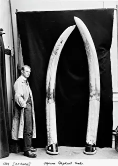 Proboscidean: Augustus H. Bishop with elephant tusks, May 1912