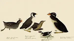 Illustr: Auklets and Murrelets