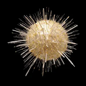 Protozoan: Aulacantha scolymantha, radiolarian