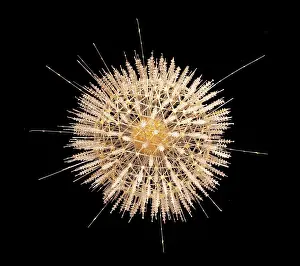 Protozoan: Aulosphaera elegantissima, radiolarian