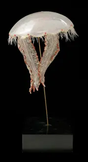 Aurelia: Aurelia aurita, jellyfish
