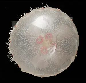 Aurelia: Aurelia aurita, jellyfish model