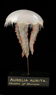 Aurelia: Aurelia aurita, jellyfish model