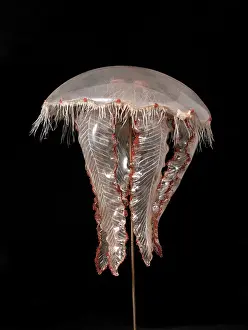 Aurelia: Aurelia aurita, jellyfish model