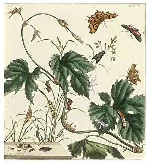 Burnet: The Aurelian, plate 1