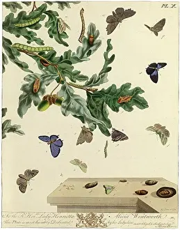 Aurelian: The Aurelian, plate 10