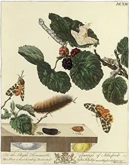 Aurelian: The Aurelian, plate 13