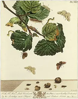 Aurelian: The Aurelian, plate 14