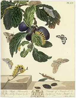 Aurelian: The Aurelian, plate 15