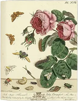 Aurelian: The Aurelian, plate 17