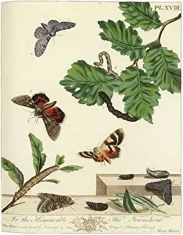 Aurelian: The Aurelian, plate 18