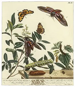 Privet: The Aurelian, plate 2