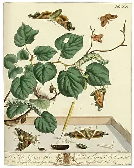 Aurelian: The Aurelian, plate 20