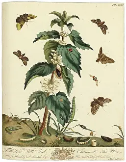 Aurelian: The Aurelian, plate 22