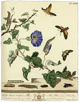 Aurelian: The Aurelian, plate 24