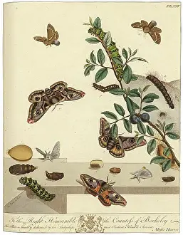 Aurelian: The Aurelian, plate 25