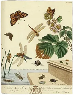 Aurelian: The Aurelian, plate 26