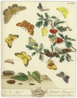 Brimstone: The Aurelian, plate 29