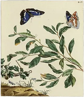 Lepidopterans: The Aurelian, plate 3