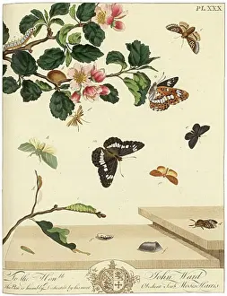 Aurelian: The Aurelian, plate 30