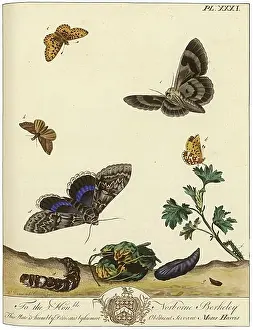 Clifden: The Aurelian, plate 31