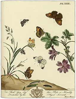 Aurelian: The Aurelian, plate 32