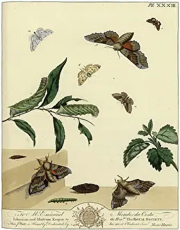 Aurelian: The Aurelian, plate 33