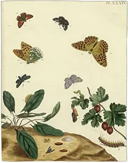 Aurelian: The Aurelian, plate 34