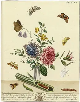 Aurelian: The Aurelian, plate 35
