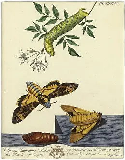 Aurelian: The Aurelian, plate 37