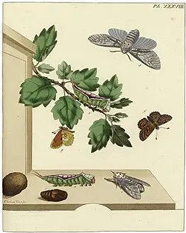 Aurelian: The Aurelian, plate 38