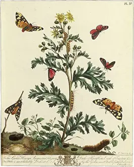Underwing: The Aurelian, plate 4