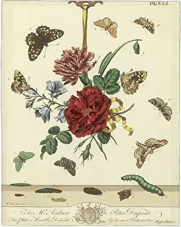 Aurelian: The Aurelian, plate 41