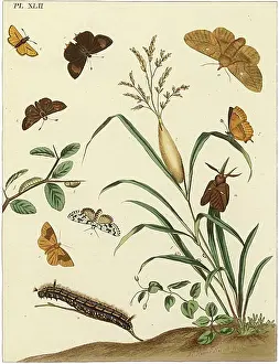 Freckled: The Aurelian, plate 42