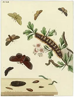 Aurelian: The Aurelian, plate 43
