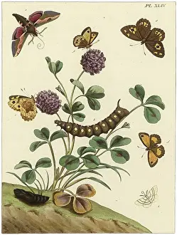 Aurelian: The Aurelian, plate 44