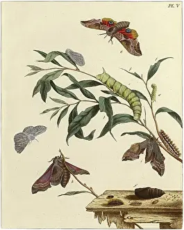 Lepidopterans: The Aurelian, plate 5