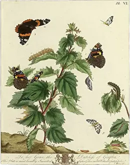 Admirable: The Aurelian, plate 6