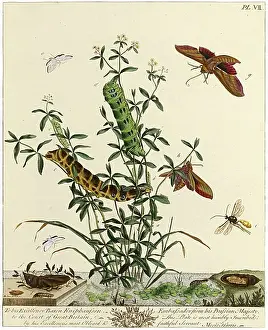 Lepidopterans: The Aurelian, plate 7